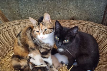 unsere Katzen